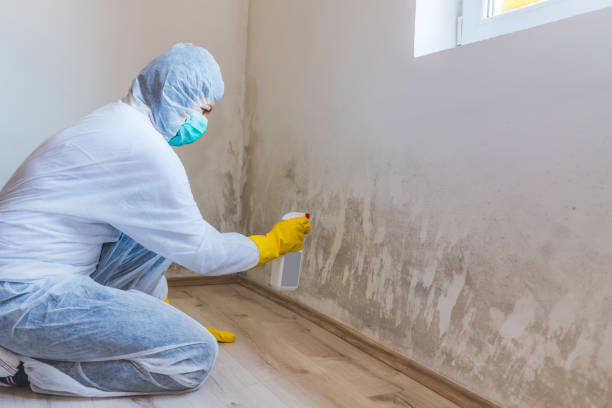 Licensed Attic Mold Removal service in Fords, NJ - WQB Mold Removal