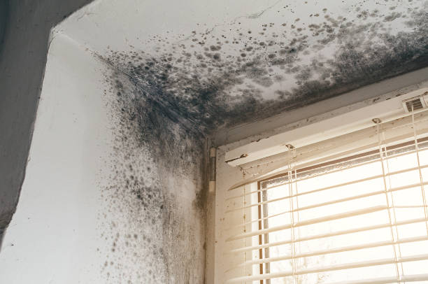 Affordable Attic Mold Removal solutions in Fords, NJ